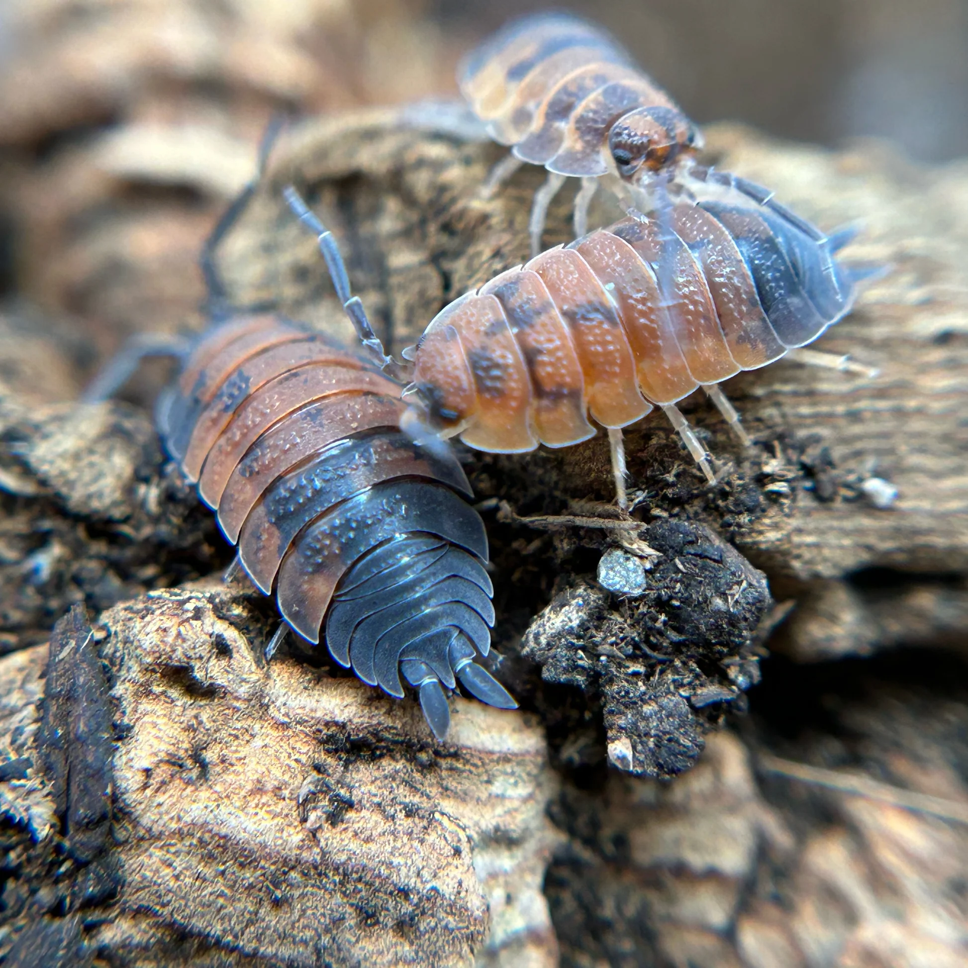 Why Should Your Collection Feature Lava Isopods?